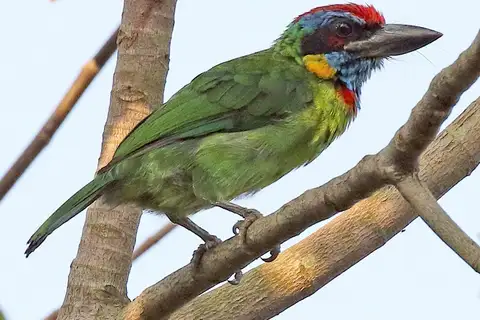 Red-crowned Barbet