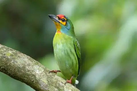 Crimson-fronted Barbet