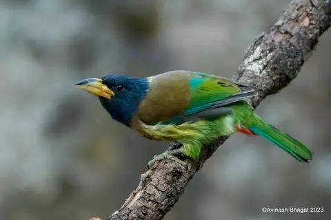 Great Barbet