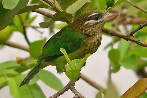 White-cheeked Barbet