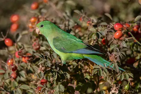 Mountain Parakeet