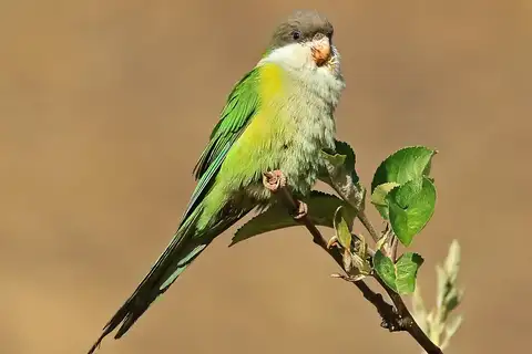 Grey-hooded Parakeet