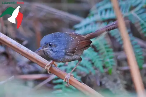 Spotted Bamboowren