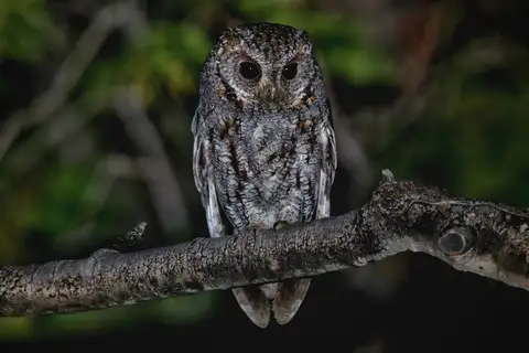 Flammulated Owl