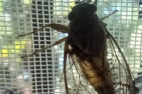 Psithyristria moderabilis