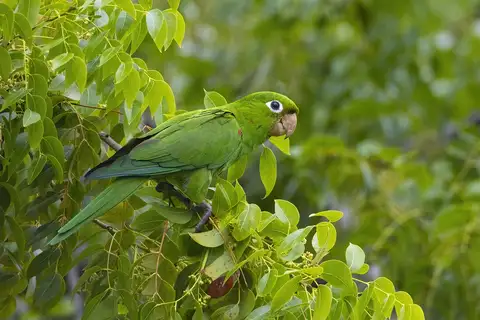 Hispaniolan Parakeet