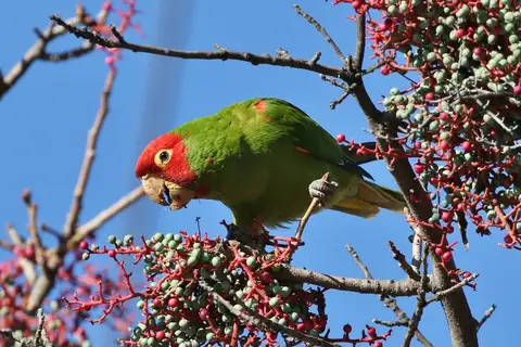 Red-masked Parakeet