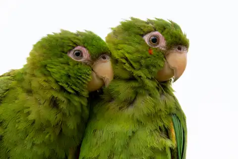 Cuban Parakeet