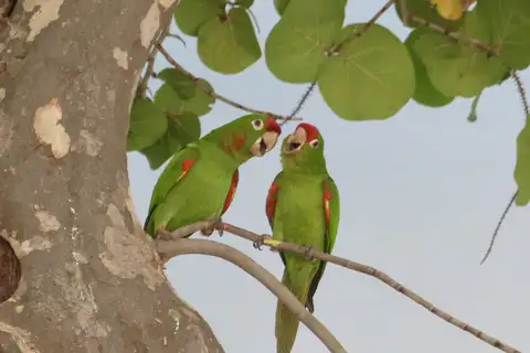 Finsch's Parakeet