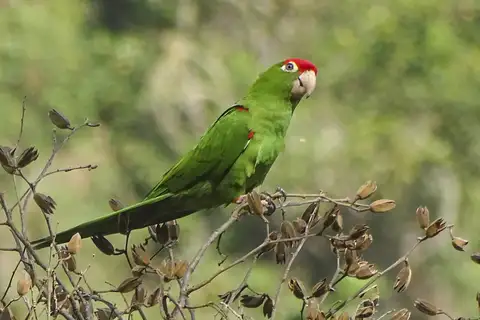 Cordilleran Parakeet