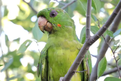 Green Parakeet