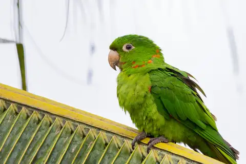 White-eyed Parakeet