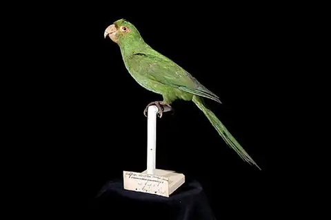 Puerto Rican Parakeet
