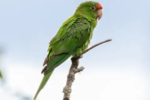 Mitred Parakeet