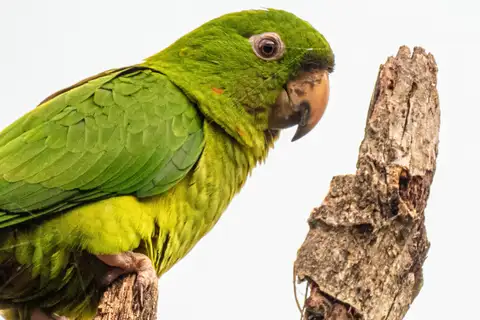 Pacific Parakeet
