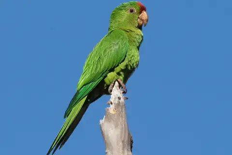 Scarlet-fronted Parakeet