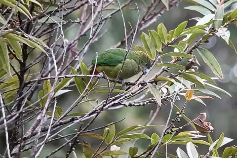 Madarasz's Tiger Parrot