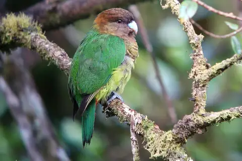 Modest Tiger Parrot