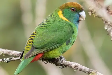 Painted Tiger Parrot
