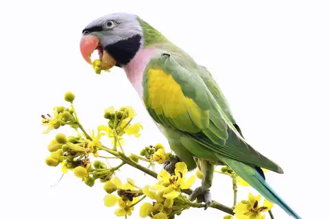 Red-breasted Parakeet