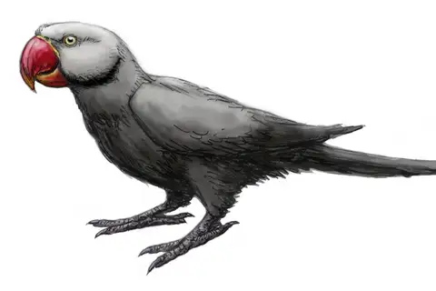 Mascarene Grey Parakeet