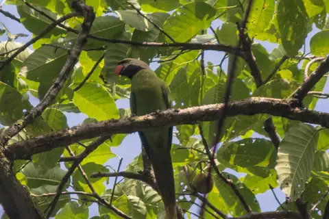Nicobar Parakeet