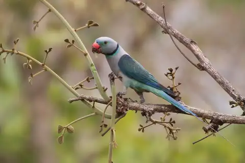 Blue-winged Parakeet