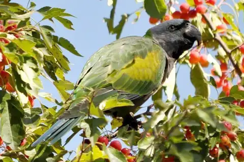 Lord Derby's Parakeet