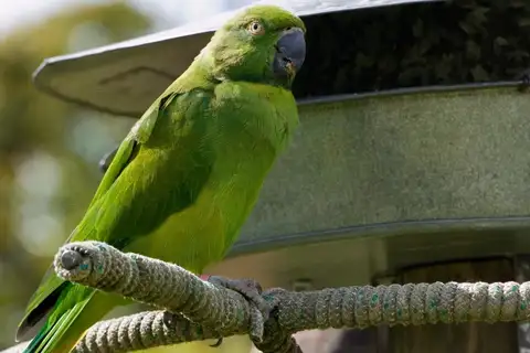 Echo Parakeet