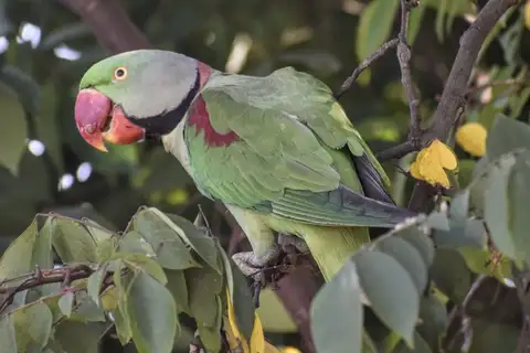 Alexandrine Parakeet
