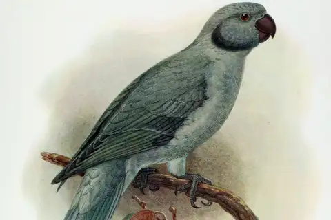 Newton's Parakeet