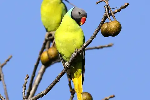 Grey-headed Parakeet