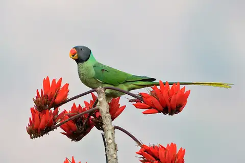 Slaty-headed Parakeet