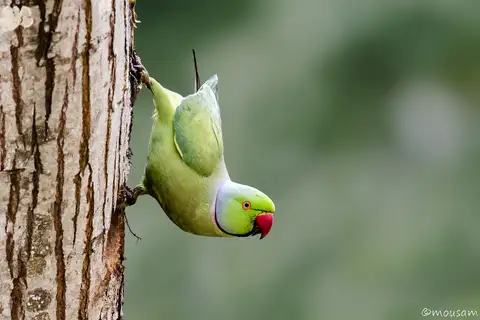 Rose-ringed Parakeet