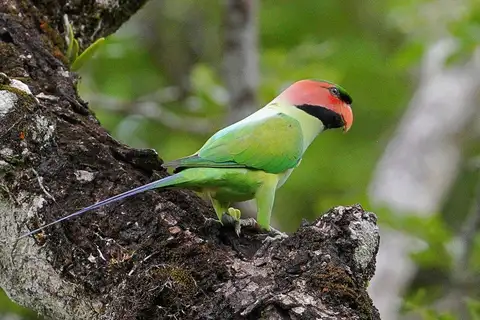Long-tailed Parakeet