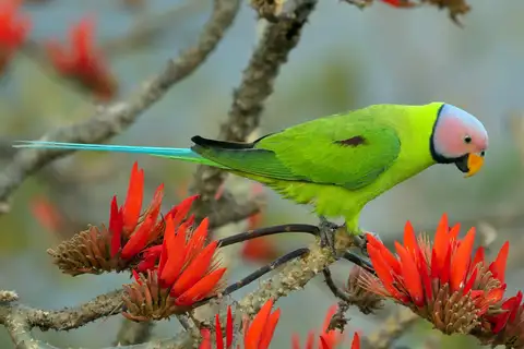 Blossom-headed Parakeet