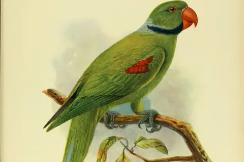 Seychelles Parakeet