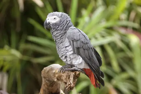 Grey Parrot