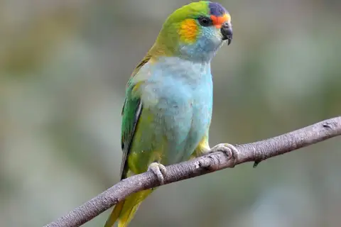 Purple-crowned Lorikeet