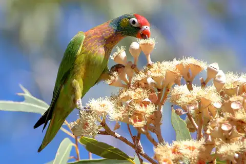 Varied Lorikeet