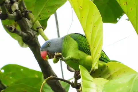 Simeulue Parrot