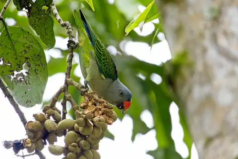 Blue-rumped Parrot