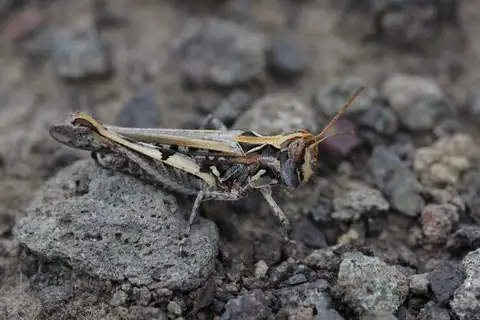 Texas Range Grasshopper