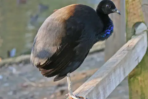 Grey-winged Trumpeter