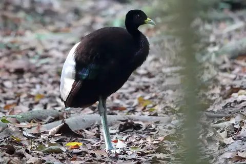 Pale-winged Trumpeter