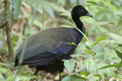 Dark-winged Trumpeter