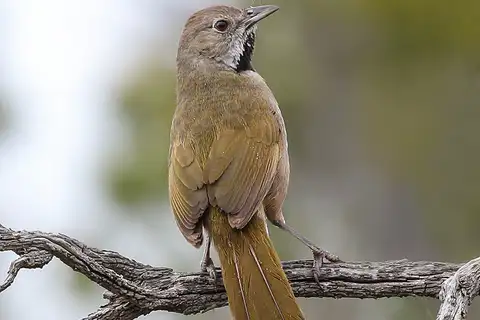 Western Whipbird