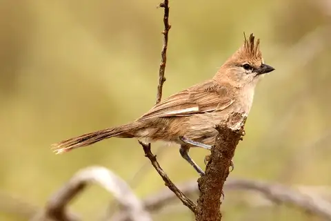 Chiming Wedgebill