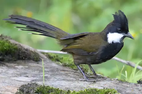 Eastern Whipbird