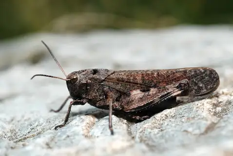Rattle Grasshopper